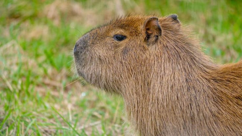 capybara капибара Трио капибар прибыло на зооферму Ноев Ковчег capybara капибара Трио капибар прибыло на зооферму Ноев Ковчег