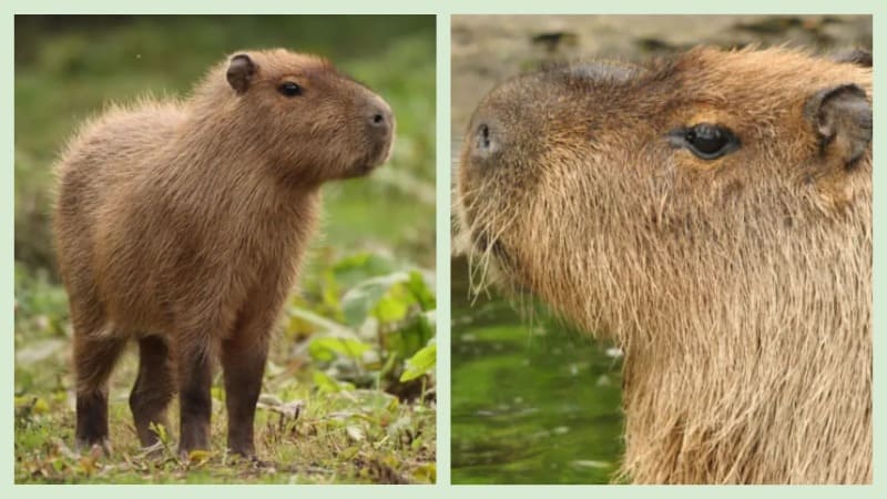 capybara капибары