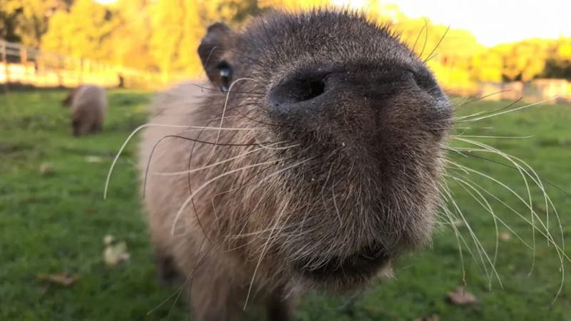 капибары капибара корица Cinnamon capybara