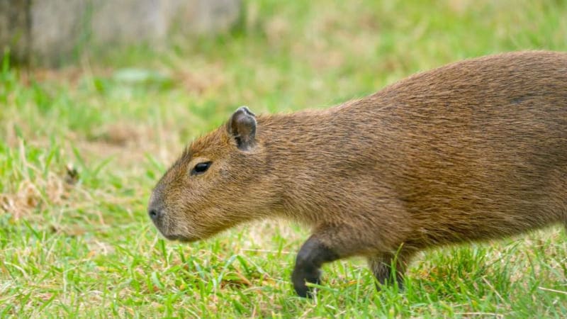 capybara капибара Трио капибар прибыло на зооферму Ноев Ковчег capybara капибара Трио капибар прибыло на зооферму Ноев Ковчег