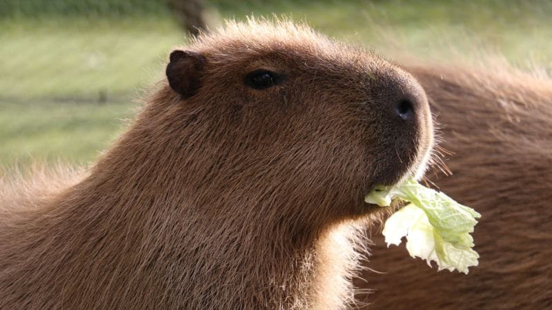 Интересные факты о капибарах capybara капибары