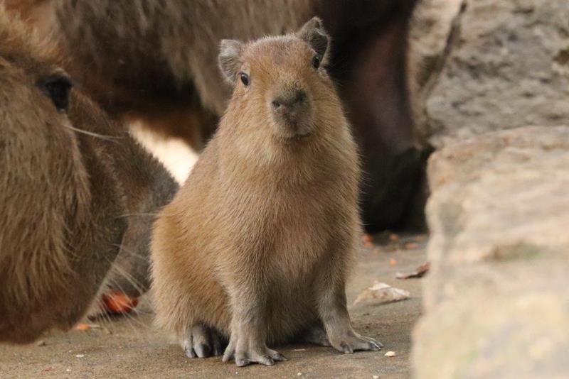 Интересные факты о капибарах capybara капибары