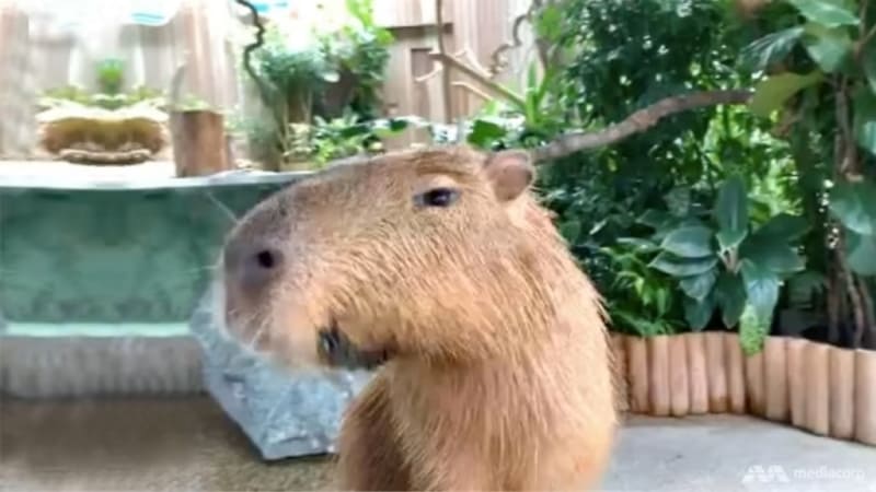 Капибара Моэ Сингапур Moe capybara River Wonders Singapore